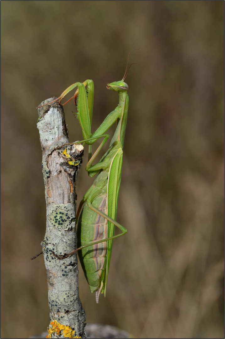 Die Gottesanbeterin.....(Mantis religiosa)....Weibchen......