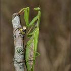 Die Gottesanbeterin.....(Mantis religiosa)....Weibchen......