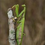 Die Gottesanbeterin.....(Mantis religiosa)....Weibchen......