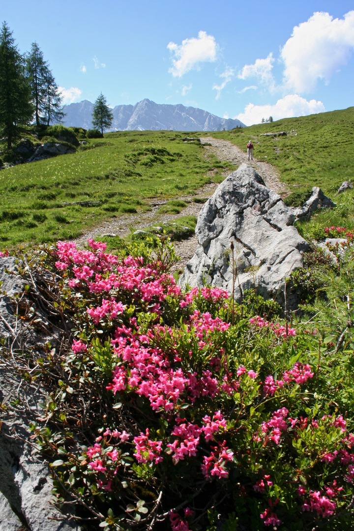 Die Gotzenalm (IMG_5839_ji)