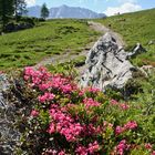 Die Gotzenalm (IMG_5839_ji)