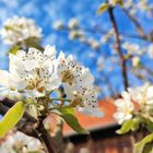 Die Gräfin in voller Blüte 