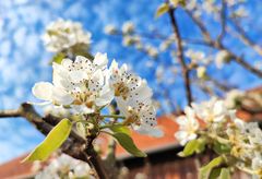 Die Gräfin in voller Blüte 