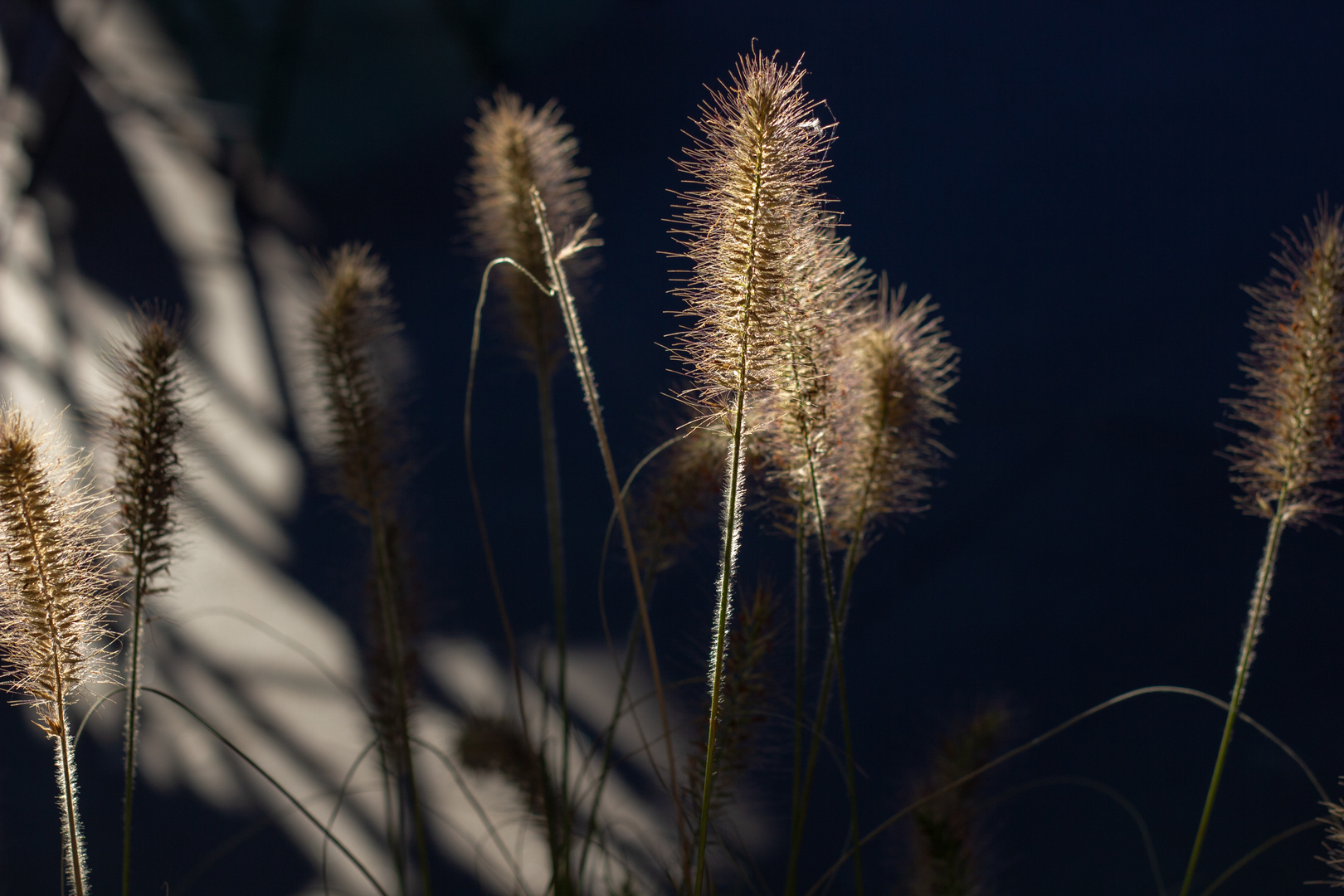 Die Gräser baden sich im schönen Licht der Sonne