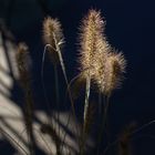 Die Gräser baden sich im schönen Licht der Sonne