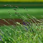 die gräser wiegen sich im wind