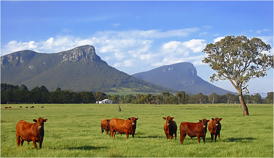 Die Grampians...