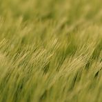 Die Grannen der jungen Gerste wiegen sich im Wind. Die Gerste (Hordeum vulgare)...