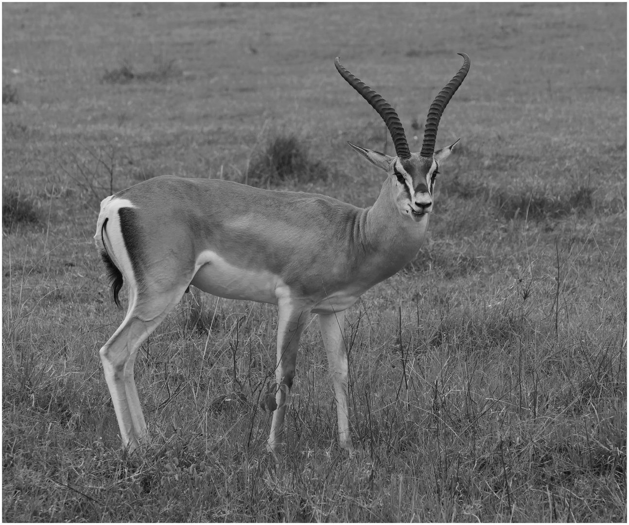 Die GrantGazelle Foto & Bild africa, eastern africa, tanzania Bilder