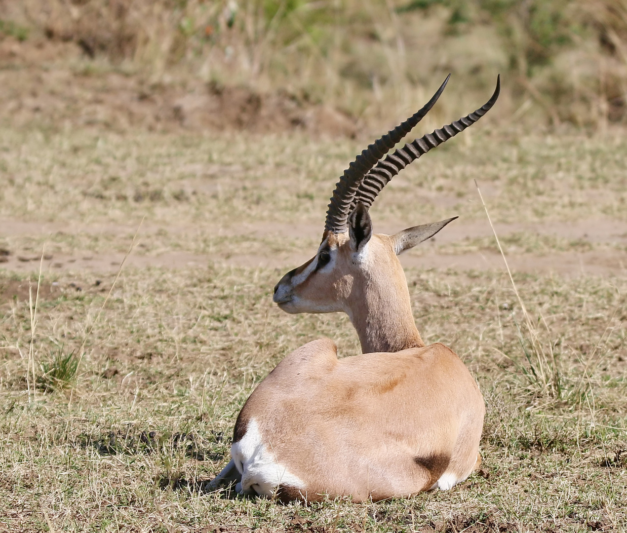 ...Die Grant-Gazelle......