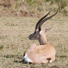 ...Die Grant-Gazelle......