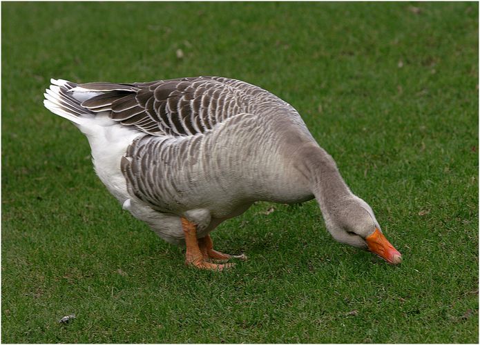 Die grasende Gans