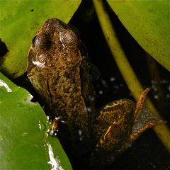 Die Grasfrösche (Rana temporaria) sind jetzt recht dunkel gefärbt und bei . . .