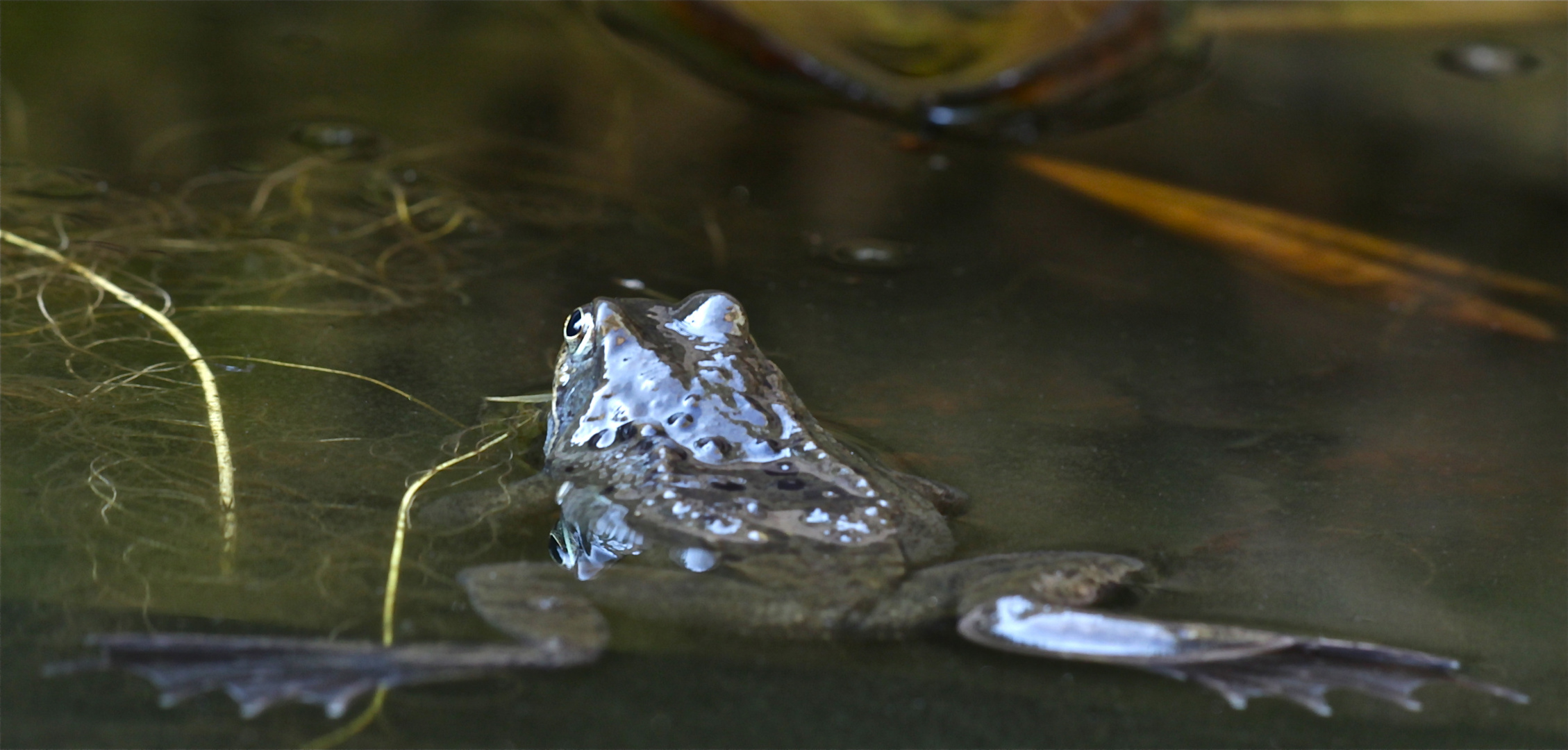 Die "Grasfroschperspektive" . . .