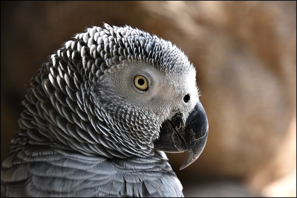 Die graue Eminenz....