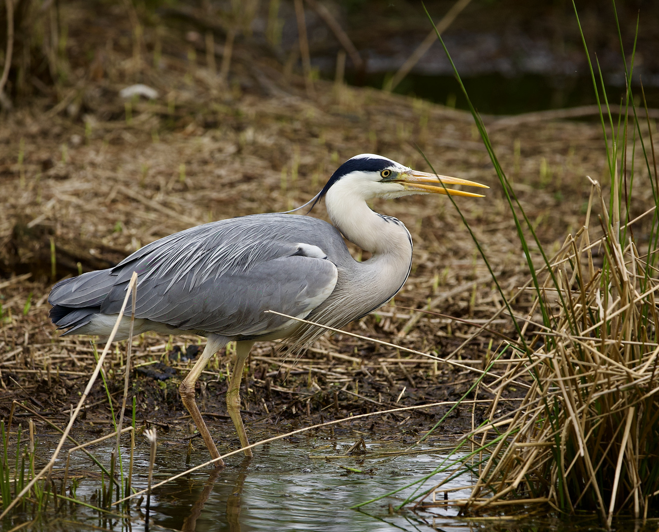 Die graue Eminenz in ihrem Habitat.......