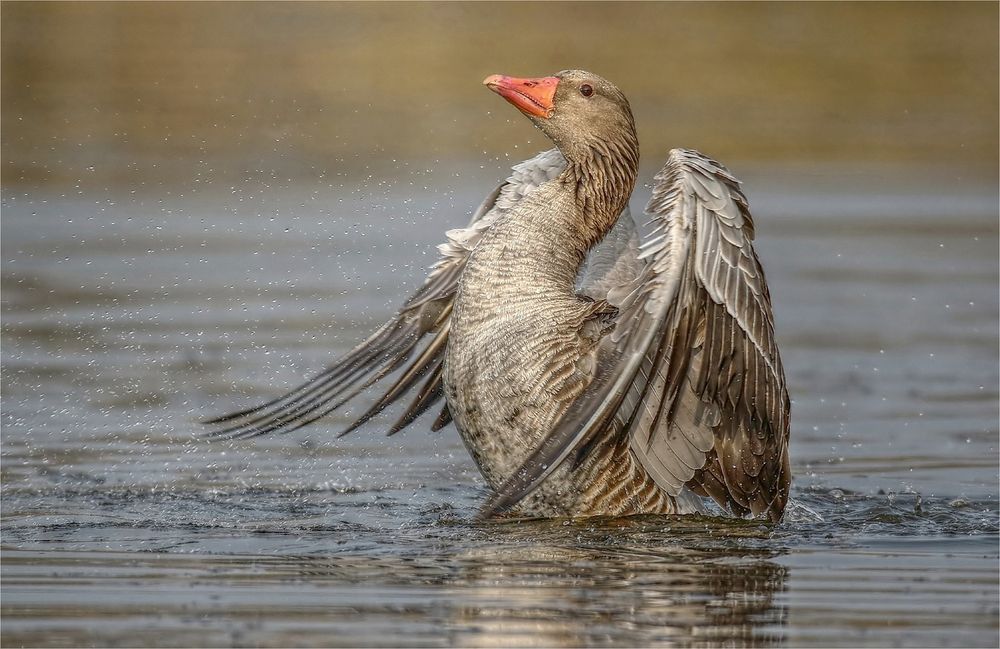 Die Graue Foto & Bild | tiere, wildlife, wild lebende vögel Bilder auf