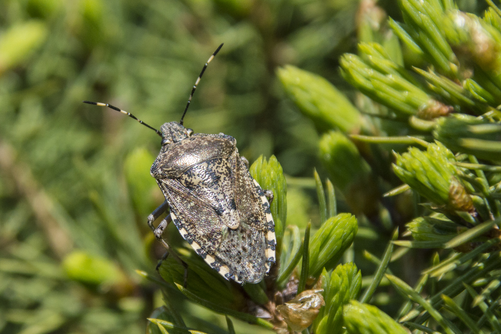 Die Graue Gartenwanze 