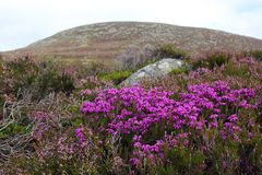 Die Graue Glockenheide (Erica cinerea)...