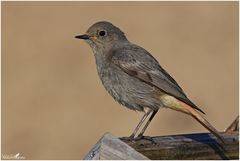 Die graue Maus der Vogelwelt