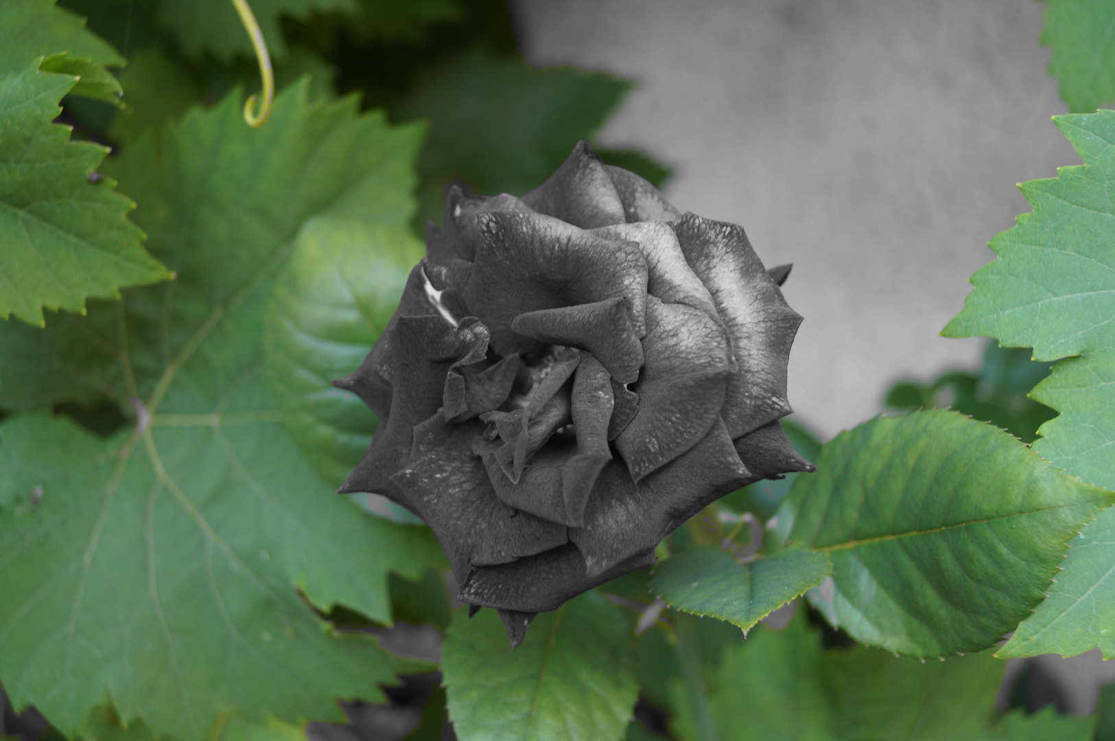 Die graue Rose