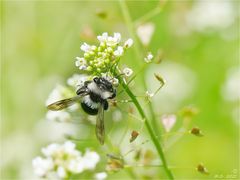 Die graue Sandbiene ...