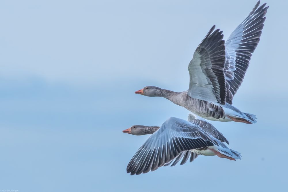 die Grauen Foto & Bild | outdoor, natur, tiere Bilder auf fotocommunity