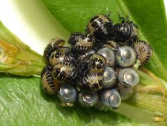 Die Grauen Gartenwanzen sind geschlüpft