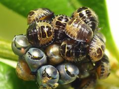 Die Grauen Gartenwanzen sind geschlüpft