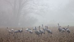 Die Grauen im Frühnebel