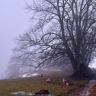 Die grauen Nebel wallen