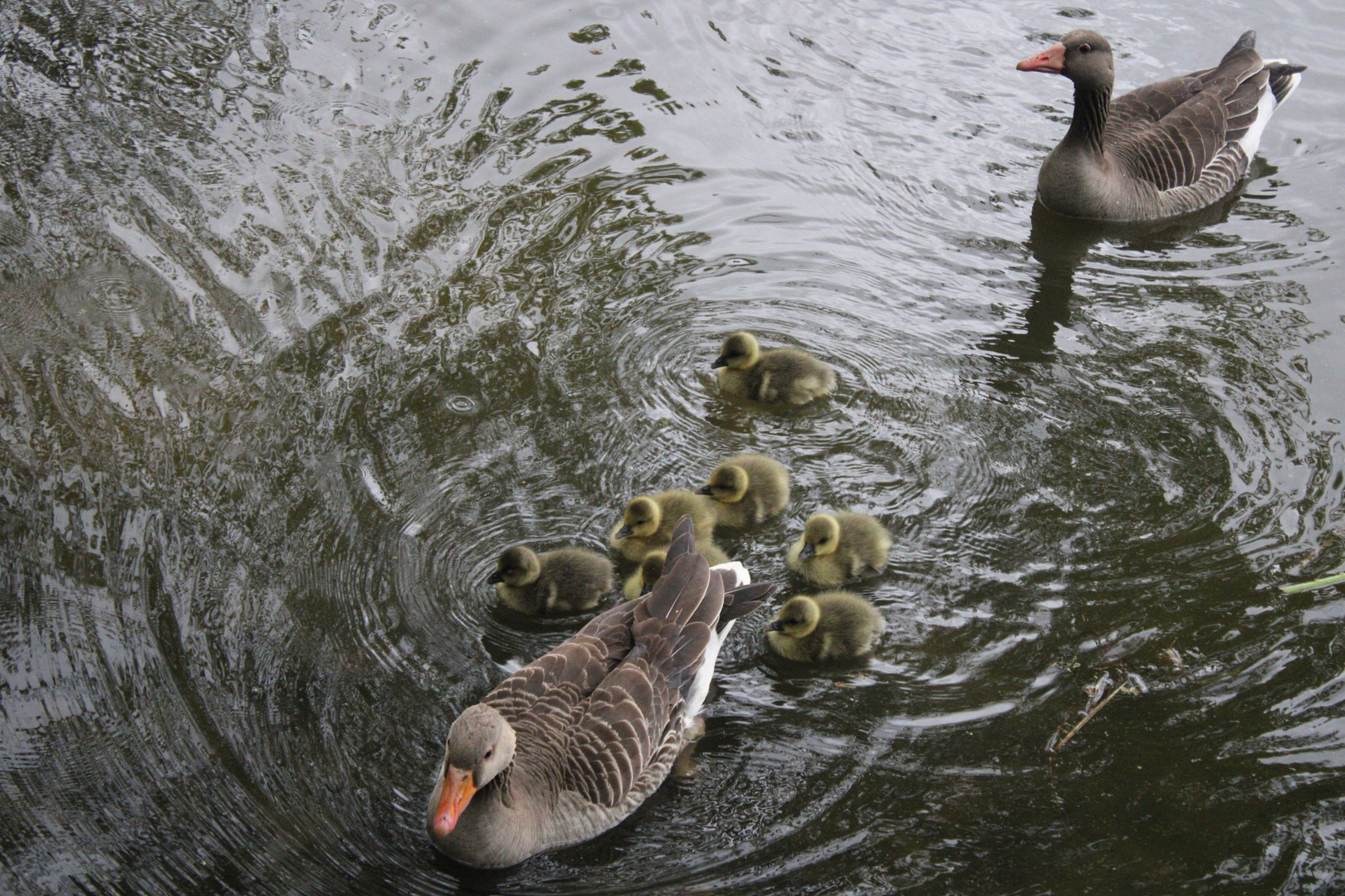 Die Graugamsfamilie