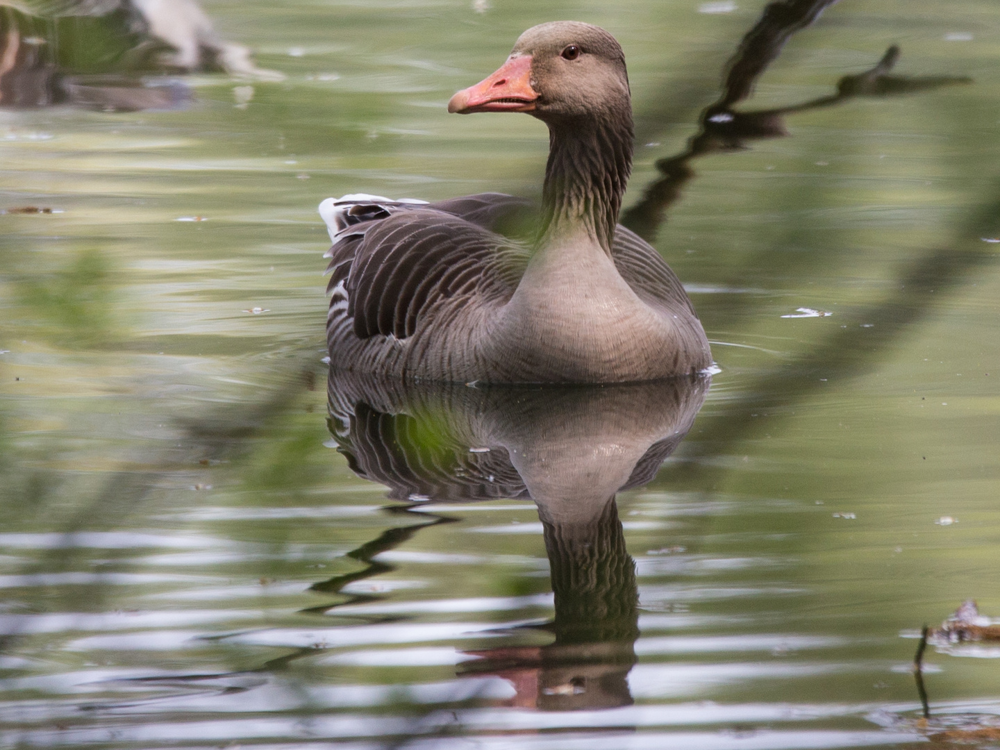 Die Graugans Foto & Bild tiere, wildlife, wild lebende vögel Bilder