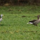 Die Graugans mit ihrem neuen ..  (Anser anser)  und er ein Streifengans  Ganter  ( Anser indicus )