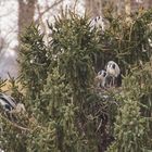 die Graureiher brüten schon….