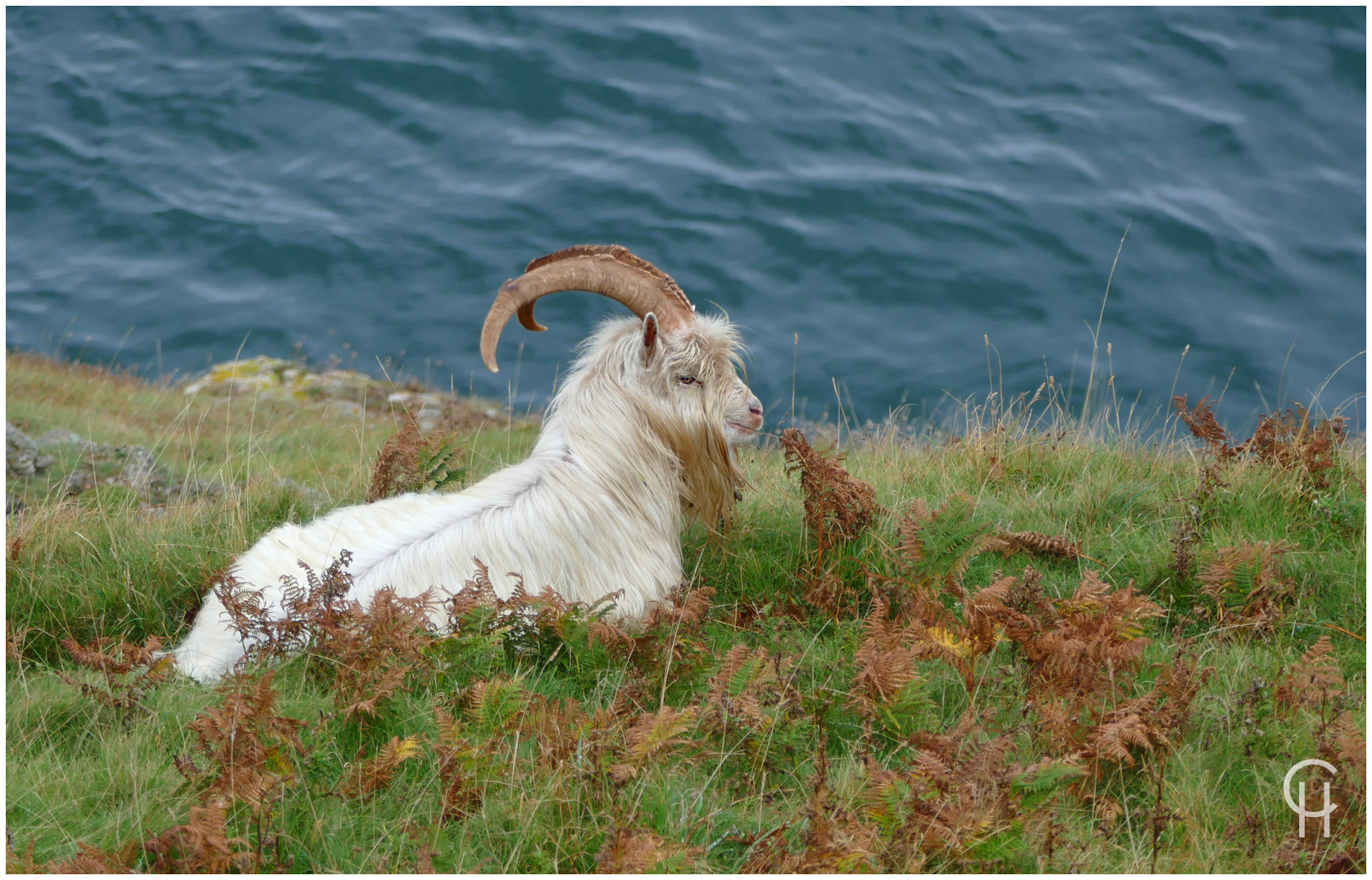 Die Great Orme Kaschmir Ziege