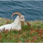 Die Great Orme Kaschmir Ziege