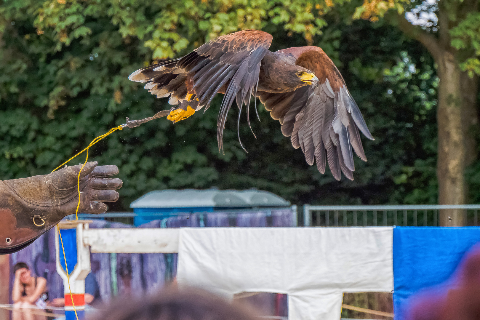 Die Greifvogelschau