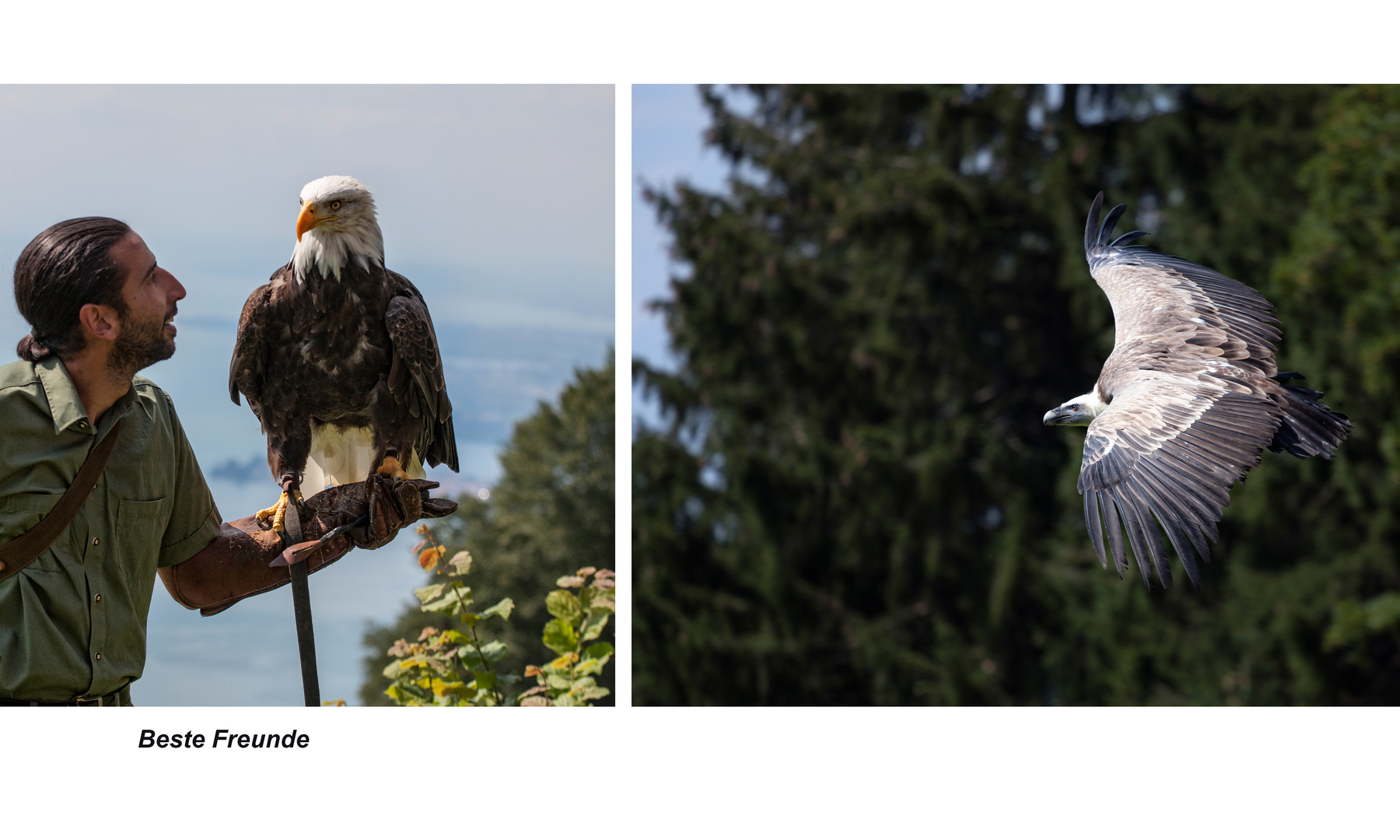 Die Greifvogelschau auf dem Pfänder