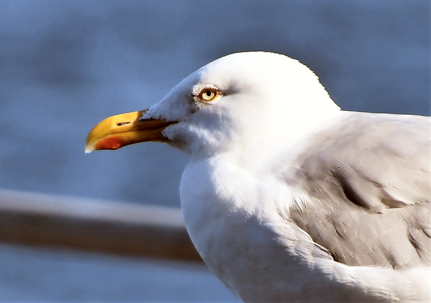 Die grimmige Silbermöwe