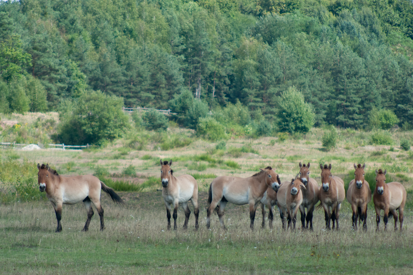 Die größere Gruppe der Przewalskipfrede in Tennenlohe