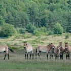 Die größere Gruppe der Przewalskipfrede in Tennenlohe