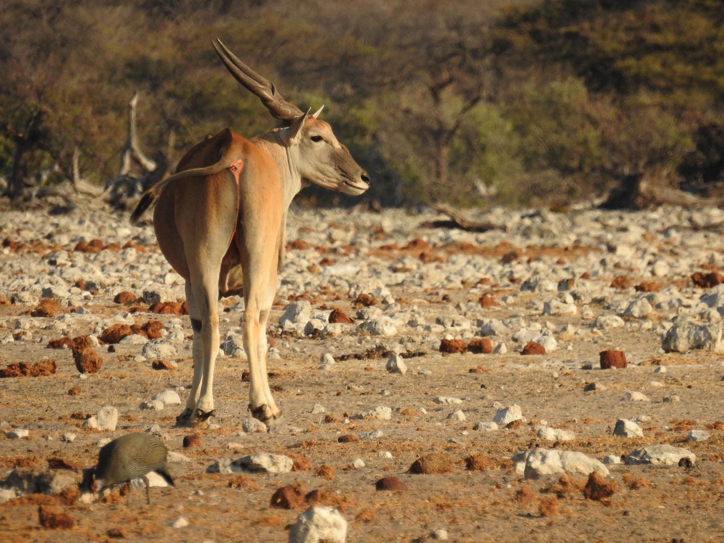 Die größte Antilope Afrikas ist das Eland