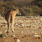 Die größte Antilope Afrikas ist das Eland