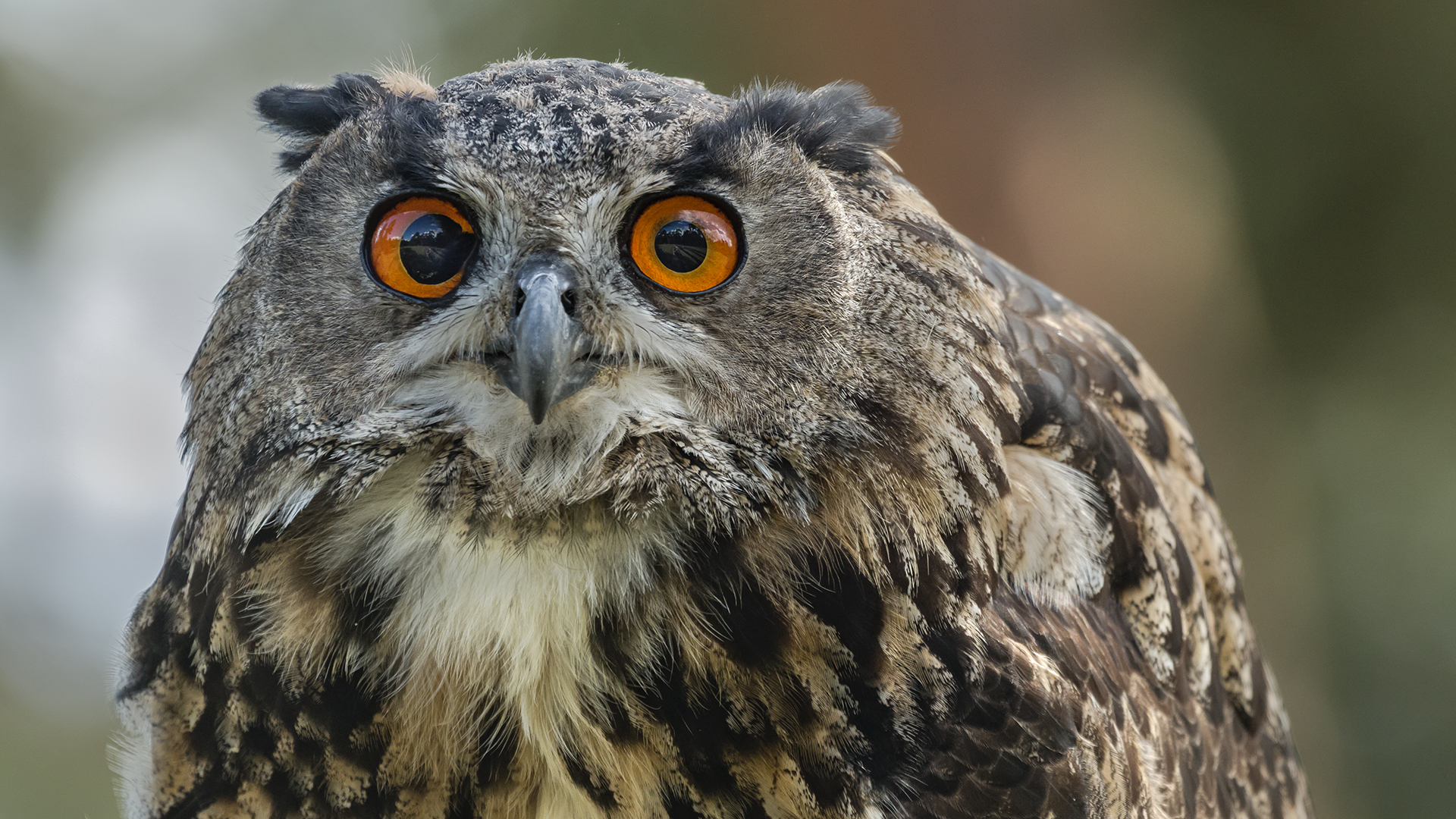 Die größte Eule Europäischer Uhu Foto & Bild natur, zoo, tiere