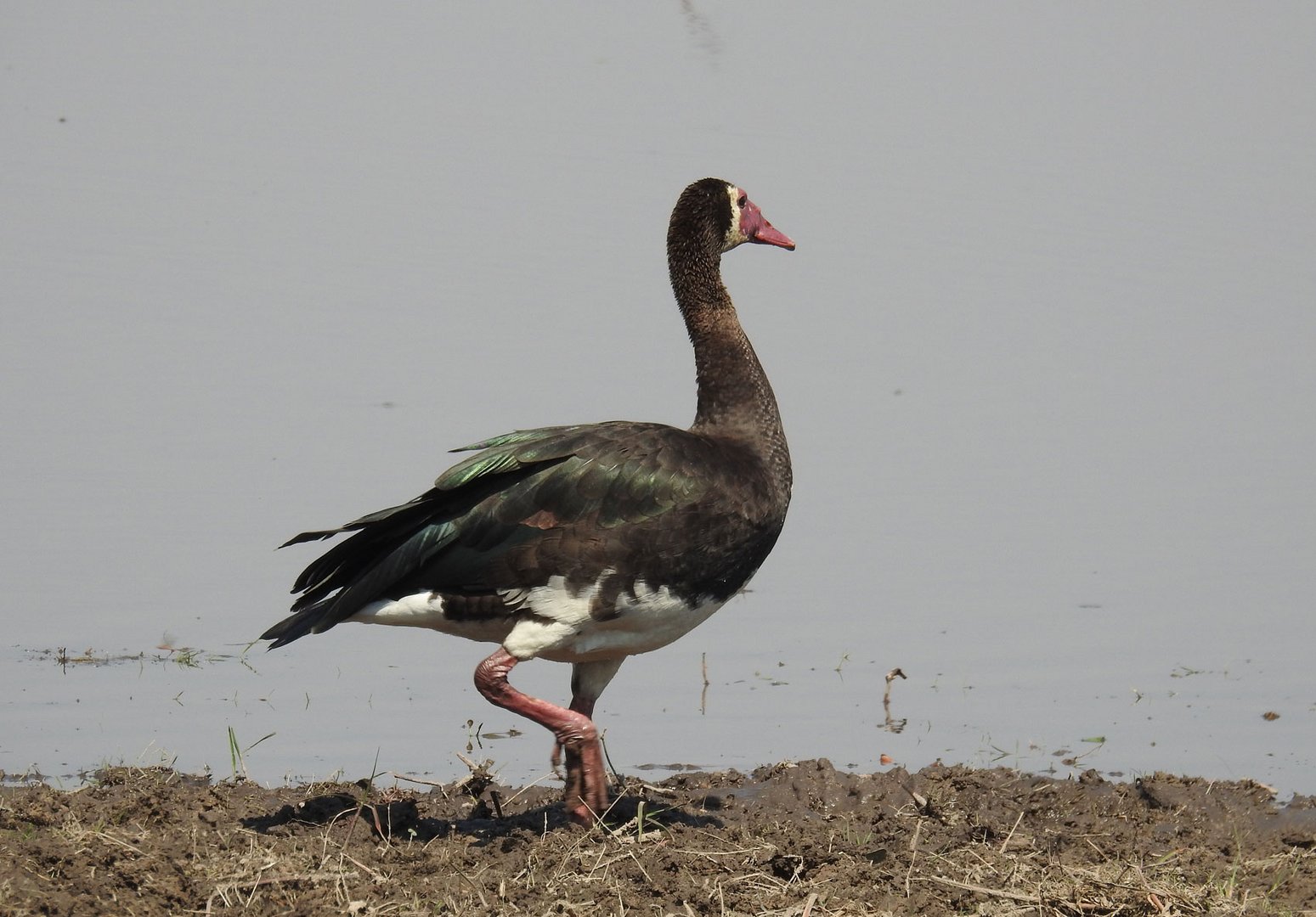 Die größte Gans Afrikas: Die Sporngans