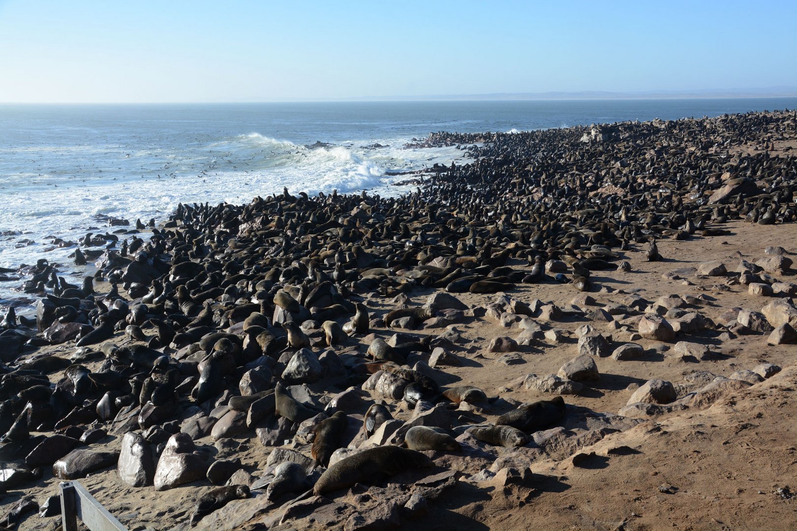 Die größte Seebärenkolonie an der Westküste Namibias bei Cape Cross.
