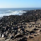 Die größte Seebärenkolonie an der Westküste Namibias bei Cape Cross.