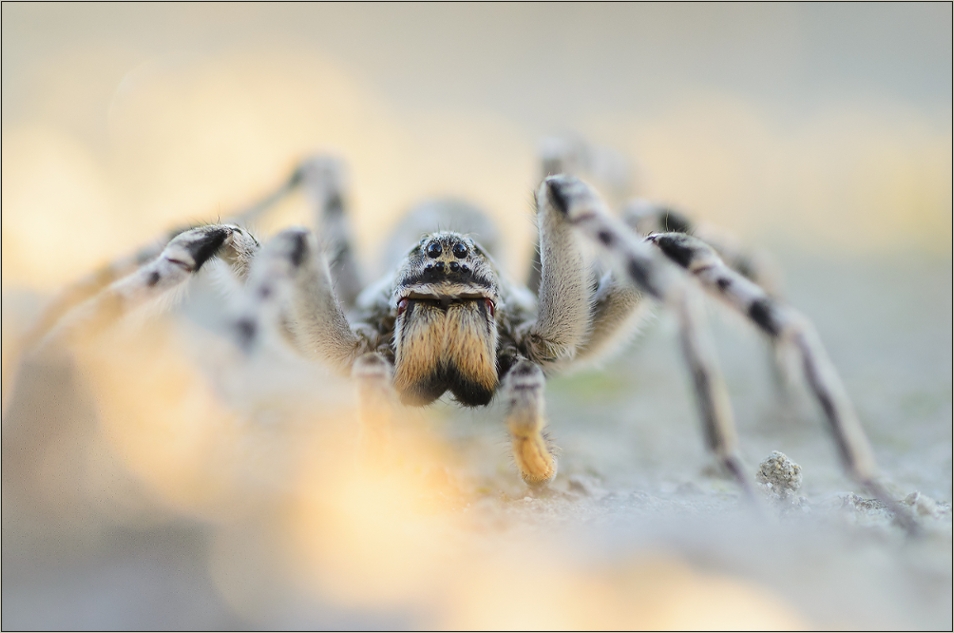 Die größte Spinne Mitteleuropas...