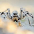 Die größte Spinne Mitteleuropas...